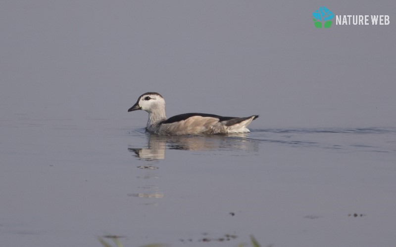 Cotton Pygmy Goose